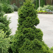 Picea abies 'Dundanga' (Ялина  'Дунданга')
